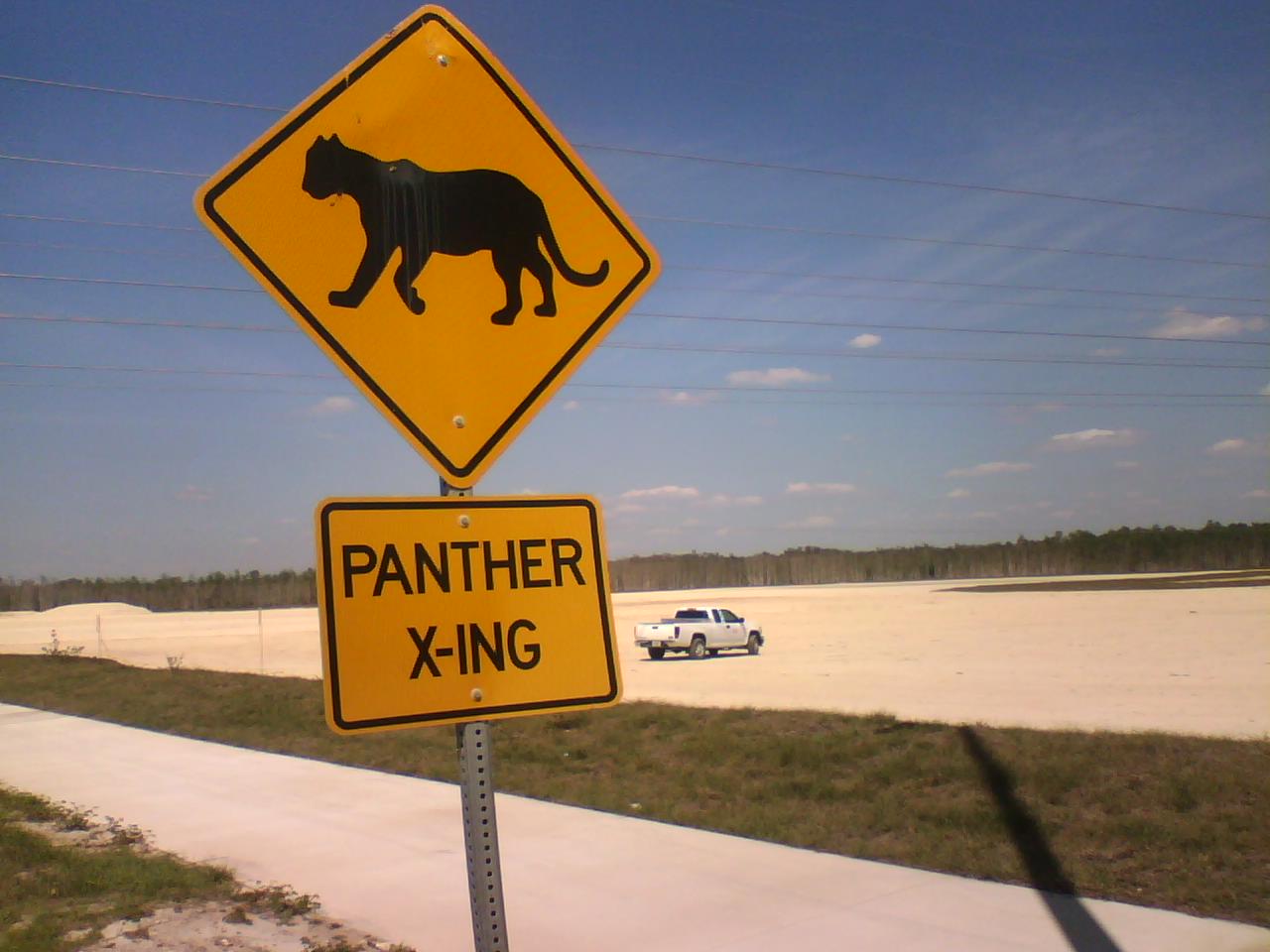 Why does the panther cross the road